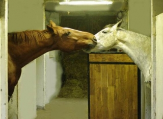  cavalo no 73 